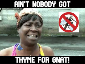 Ain't Nobody Got Thyme for Gnat!